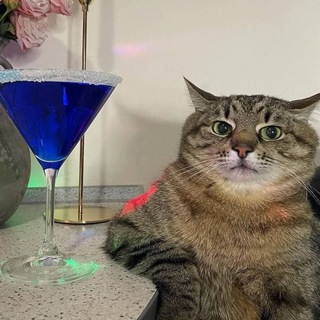 Кот Степан