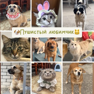 🐶Пушистый любимчик🐱