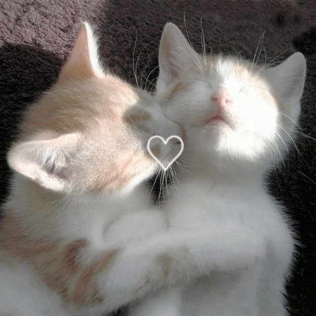 Мявки | котики | котята