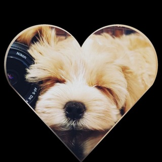 MALTIPOO LAND🐾MyPoo_Moscow🐾