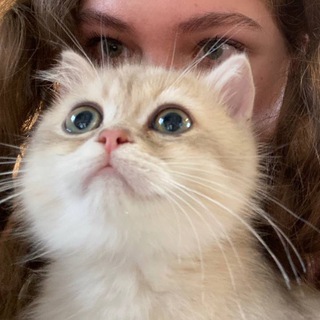 лютик котик