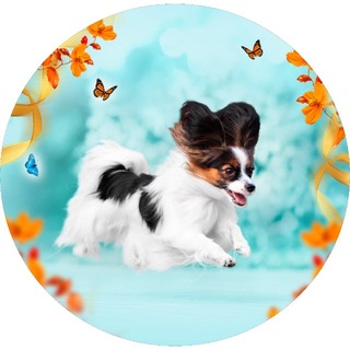 Bogema Presents 🦋 питомник папийоны