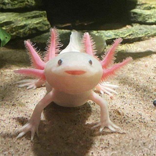 Axolotl, аксолотль на все случаи жизни