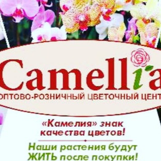 КАМЕЛИЯ - растения в горшках!