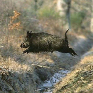Свинятор 🐽 Piggy Минипиги Minipiggy Поросята