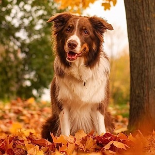 Border collie Lucky