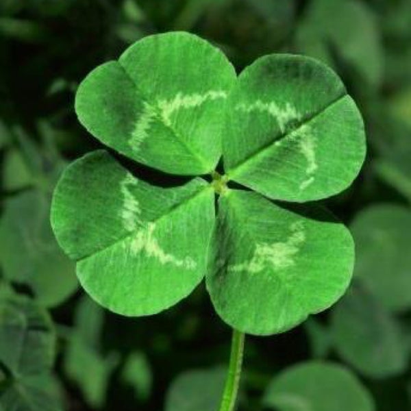 🍀 🍷 Книжный клуб Клевер и шартрёз