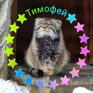 Манул Тимофей и все-все-все